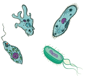 الكائنات الحية وحيدة الخلية الكائنات الحية وحيدة الخلية